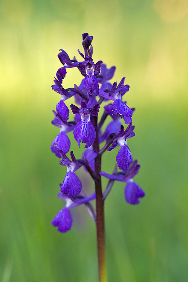 Anacamptis xalata